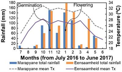 Regulation and physiological function of proteins for heat tolerance in cowpea (Vigna unguiculata) genotypes under controlled and field conditions